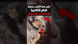 بكى هذا الكلب بحرقة امام الكاميرا ، لهذا السبب المدهش 😨 #shorts