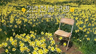 🌼 2년 전 봄 구경 (제주도 유채꽃, 대구 소품샵, 서산 수선화)