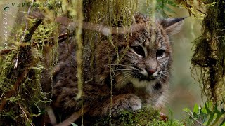 Bobcat Calls Kitten