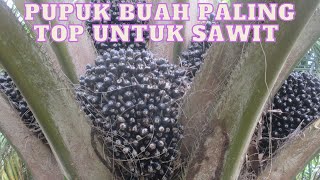 PUPUK P TERBAIK UNTUK SAWIT