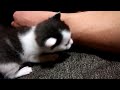 こねこ ちちとたわむれる