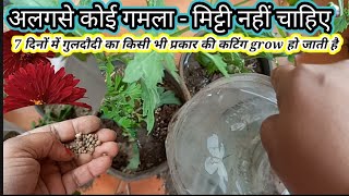 🔴 How to grow guldaudi from cutting | Guldaudi plant growing tips | Grow guldaudi from cutting