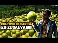 Las mejores Sandías en El Salvador, Así son los cultivos en Tacachico!