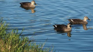 袋公園の野鳥観察 11月