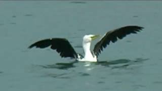 New Zealand Birds: Little Shag fishing Petone 02 Apr 2016