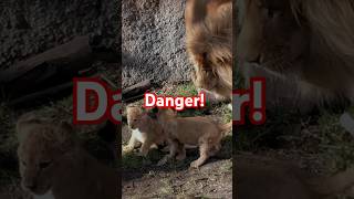 パパに猛抗議するイト⚠️Very dangerous for babies! #shorts  #lion #baby