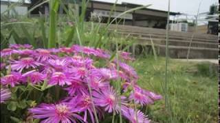 近鉄飛鳥駅～岩屋山古墳～明日香村越の道標～牽牛子塚古墳を歩く