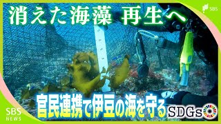 「復活してもらえるなら無償でも」海から海藻が消える\