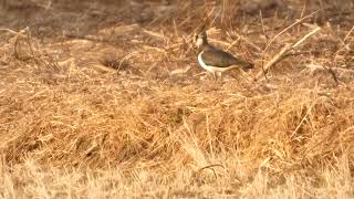 【野田市の野鳥】タゲリ Northern Larwing ＆ミヤマガラス Rook（2024.12.26）