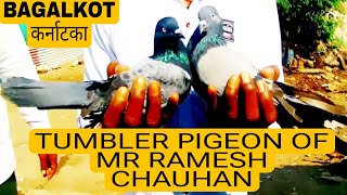 TUMBLER PIGEON OF MR RAMESH CHAUHAN BAGALKOT KARNATAKA.