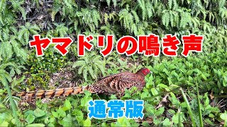 ヤマドリの鳴き声#野鳥#自然#ヤマドリ