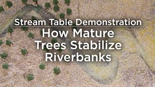 How Mature Trees Stabilize Riverbanks | Stream Table Demonstration
