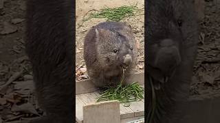 美味しいね😋フクちゃん🐻 #ウォンバット #五月山動物園 #Shorts