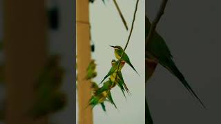 Blue tailed bee eater #youtube #shorts #birds