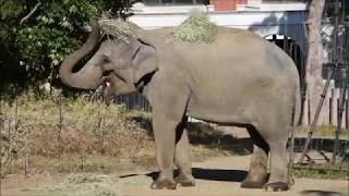 よこはま動物園ズーラシアの動物たち 2018年11月17日