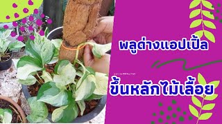 ต้นพลูด่างแอปเปิ้ล|ขึ้นหลักไม้เลื้อย|Money Plants|ไม้ฟอกอากาศ|Mom1010_garden