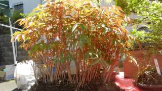 The Largest Bonsai Market ／ Many Excellent Bonsai for sale at street