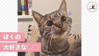 この気持ちわかるかニャ？ 少し変わったものが大好きなニャンコ♡【PECO TV】