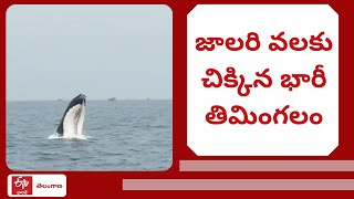 Viral Video: Giant Whale Seen Near Bhatkal Karnataka | జాలరి వలకు చిక్కిన భారీ తిమింగలం