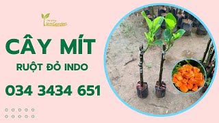 Shop về Mít ruột đỏ indo| TiênGarden| 0343434651