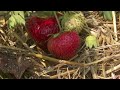 U-pick strawberry season starts in Michigan