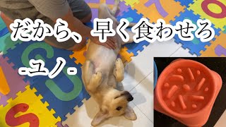 早食い防止皿の効果を検証してみた【ゴールデンレトリーバー】/Test of prevention plate