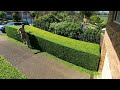 trimming a murraya hedge.