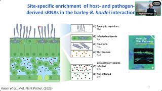 IBH Seminar | Cross-kingdom RNA communication in the barley-powdery mildew interaction