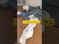 【パピー犬動画】620グラム素早いポポ　 極小マルチーズ マルチーズのポポ 子犬 走る 2ヶ月 犬の赤ちゃん 成長 仔犬 幼犬 こいぬ 極小犬 puppy