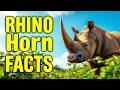 5 FASCINATING FACTS ABOUT Rhino