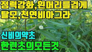 한련초의모든것(묵한련,연자초)―천연비아그라,정력강화,암예방치료,어린이성장발육,양기부족,발기부전,조루,탈모,흰머리,냉증·자궁염증·불감증등 여성질환,골다공증,관절,디스크등에 만능약초