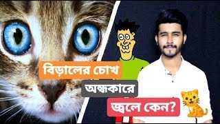 বিড়ালের চোখ অন্ধকারে জ্বলে কেন? (ঝাকানাকা বিজ্ঞান ১২)