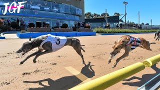 Irish greyhound race - Track race 480m