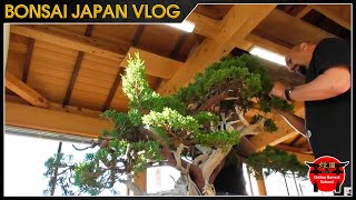 Omiyage a Oyakata | Bonsai Japón Vlog #2