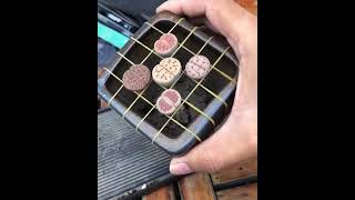 Best technique to report lithops plant. #lithops #succulent #repotting #repottechnique#shorts