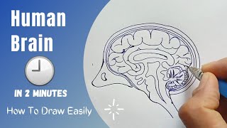 How to draw Human Brain step by step ; Control & coordination | NCERT Class 10 | CBSE Biology