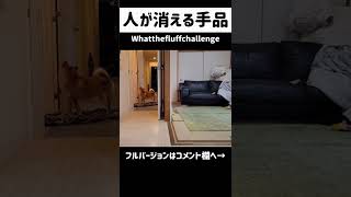 【Magic】飼い主が消えたら柴犬と豆柴はどんな反応をするのか？