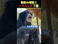 tiktokで7.7億回バズった動物ハプニング動画7選！7animal happenings videos that got 770 million buzz on tiktok shorts 犬