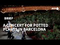 Barcelona opera house reopens with concert exclusively for plants | AFP