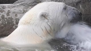 【しろくまピース】水圧を楽しみ気持ちいい♪とべ動物園にて