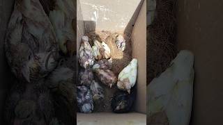 குட்டி புறா pigeon chick #birds #pigeon #pigeonpigeon #pets #youtubeshorts #pura #புறா #reels #pet