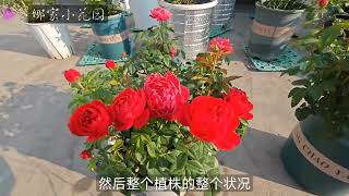 月季换盆的时机该如何把握？红果汁举例，过早过晚都不好How to grasp the timing of changing pots for roses?