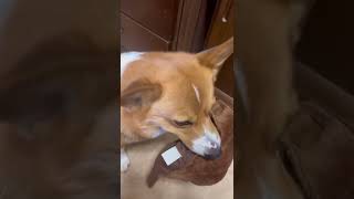 おもちゃで気を引こうとするコーギー犬コナン