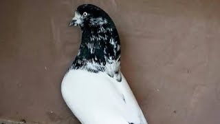 Kalsira kabootar || Rampuri kabootar || Pakistani pigeon