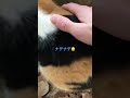 三毛猫がいたから撫でた shorts