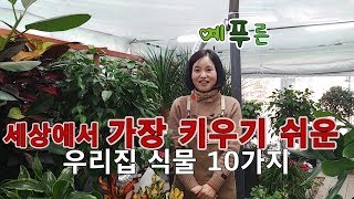 세상에서 가장 키우기 쉬운 우리집 식물 10가지