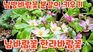 #남바람꽃 {남방 한라바람꽃} #분갈이 #키우기 처음처럼야생화