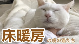 床暖房に召されし猫たち♯6