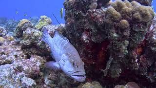 That Grouper Could Swallow My Head! SCUBA Diving The Rock in Bonaire