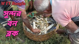 Sundarban kivabe Manch koraha MTV Bangla সুন্দরবন কি ভাবে ভেরিতে মাছ চাষ করা হয়  ভিডিও